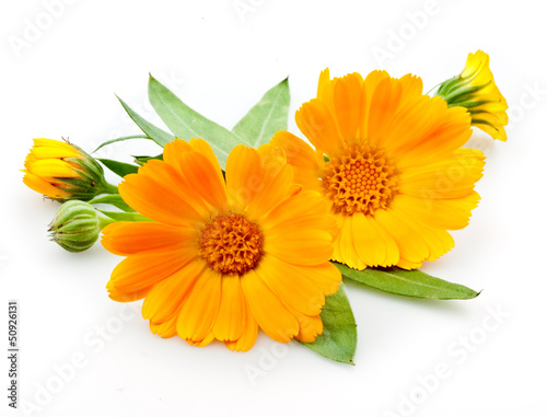 Cuadros en Lienzo Calendula. flowers with leaves isolated on white