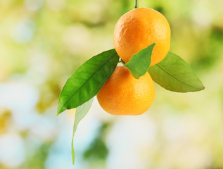 Ripe sweet tangerines with leaves, on green background