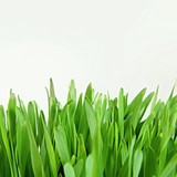 Fototapeta Tulipany - grass texture