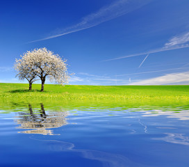 Wall Mural - Blooming cherry tree in spring landscape