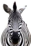 Fototapeta Fototapeta z zebrą - Zebra