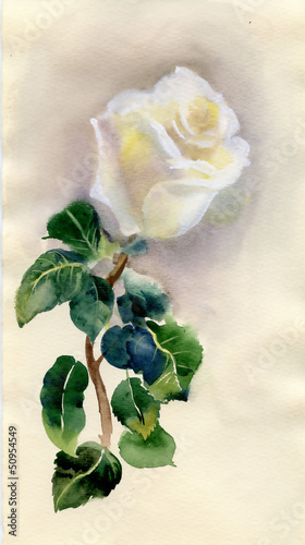 Fototapeta na wymiar WATERCOLOR FLOWER ROSE