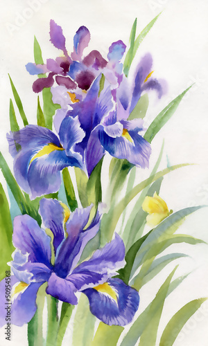 Tapeta ścienna na wymiar Watercolor Flower Collection: Irises