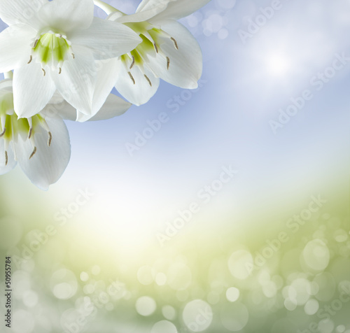 Fototapeta do kuchni spring background