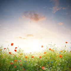 Wildblumen Wiese