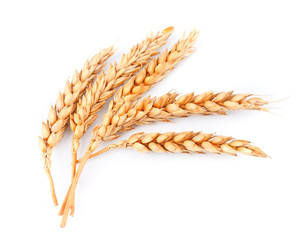 wheat isolated