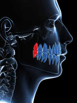 3d rendered illustration of the wisdom teeth