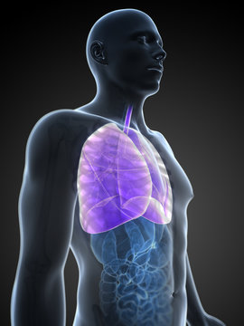 3d rendered illustration of a lung