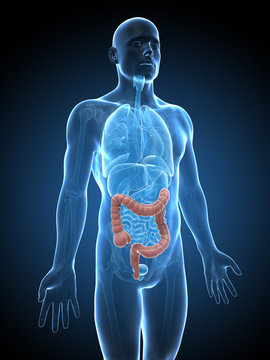3d rendered illustration of a male´s colon