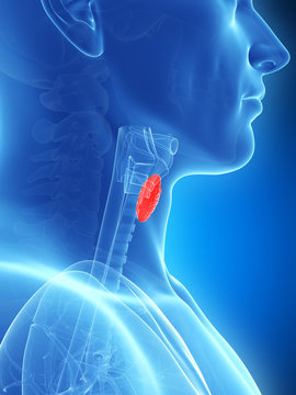 3d rendered illustration of the thyroid gland