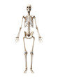 © Sebastian Kaulitzki - 3d rendered illustration of the skeleton