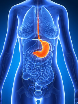 3d rendered illustration of the female stomach