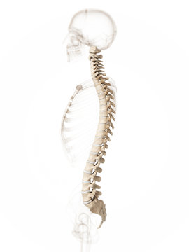 3d rendered illustration of a spine