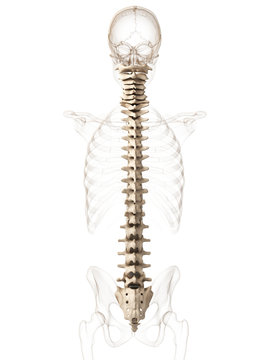 3d rendered illustration of a spine