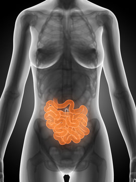 3d rendered illustration of the female anatomy - intestine