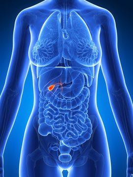 3d rendered illustration of the female anatomy - gallbladder