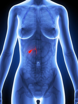 3d rendered illustration of the female anatomy - gallbladder