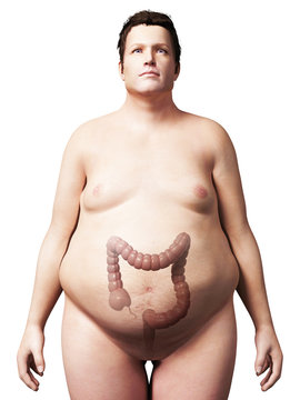 3d rendered illustration of an overweight man - colon