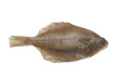 Common dab fish