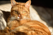 Cute orange tabby cat