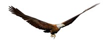 Eagle Flying - 3D Render