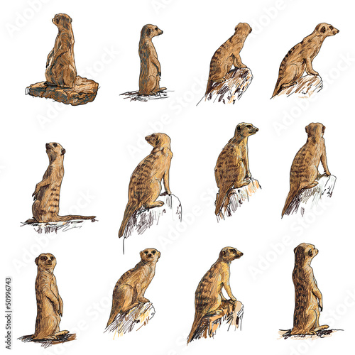 Fotografía The vector set of meerkat in many poses