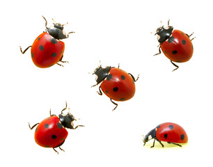 Wall Mural - Collection of ladybugs