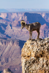 big horn ram standing on the edge of grand canyon