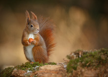 Red Squirrel Looking Right