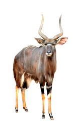 Sticker - nyala isolated on white background