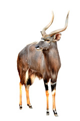 Sticker - nyala isolated on white background