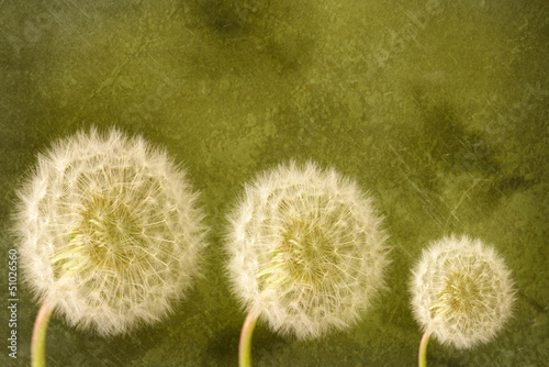 dandelion-heads