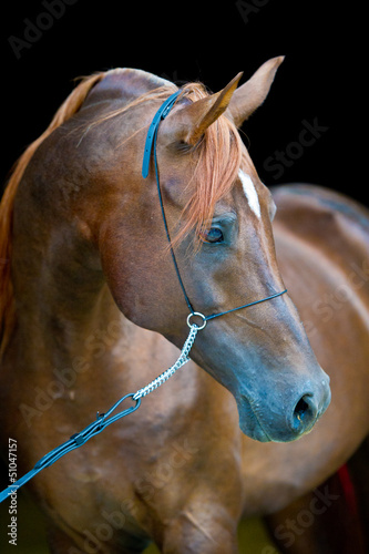 Naklejka ścienna Bay arabian horse outdoors summers portrait in darkgreen