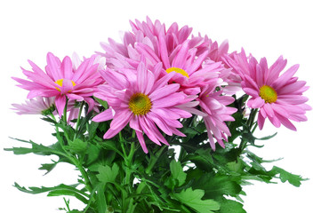 Wall Mural - pink chrysanthemums