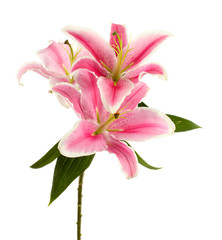 Canvas Print - beautiful pink lily, isolated on white