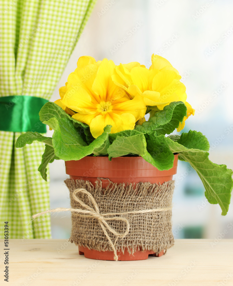 Beautiful yellow primula in flowerpot on wooden window sill