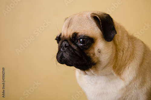 トリミング直後 パグの横顔 Buy This Stock Photo And Explore Similar Images At Adobe Stock Adobe Stock