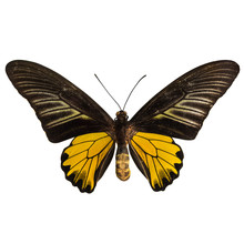Male Golden Birdwing Butterfly