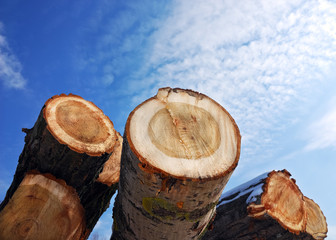 Baumstamm Holz Brennholz Stapel