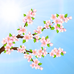 Wall Mural - sakura
