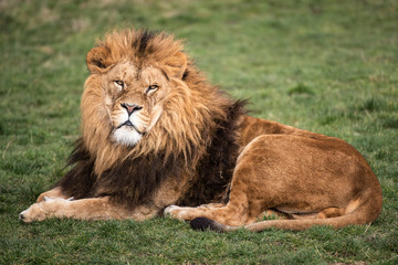 lion