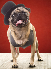 Wall Mural - Funny pug dog wearing hat and vest