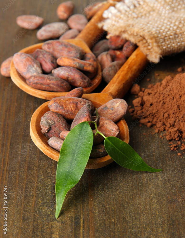 Cocoa beans in spoons and cocoa powder on wooden background