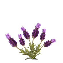 Luscious Lavender Isolated On White Background