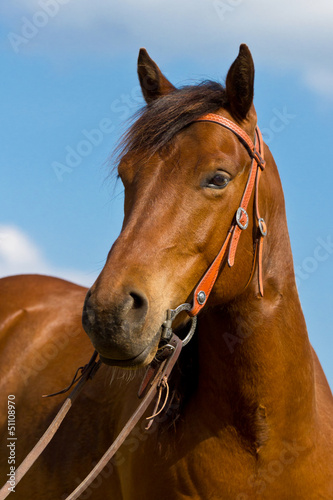 Fototapeta na wymiar American Quarter Horse