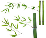 Fototapeta Sypialnia - set of green bamboo brancheson white