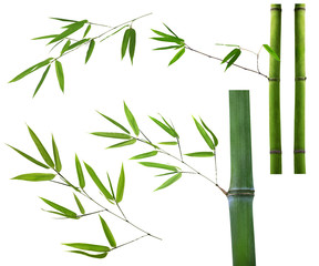 Wall Mural - set of green bamboo brancheson white