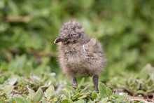Baby Seagull