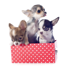 Wall Mural - puppies in box