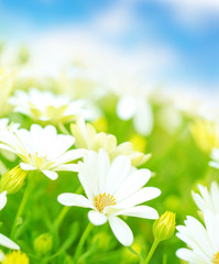 Poster - Daisy flowers field